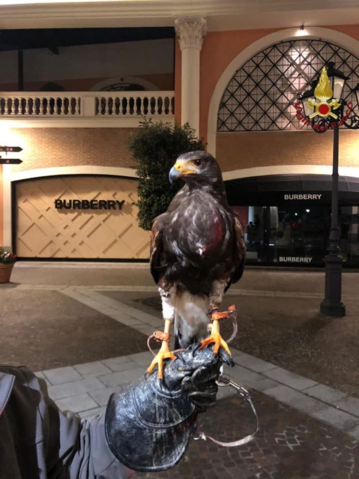 ROMA: FALCO SALVATO A CASTEL ROMANO