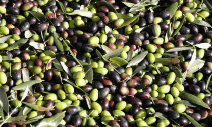 PRIVERNO: LA MOLITURA DELLE OLIVE