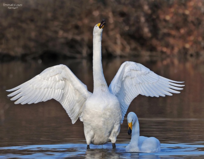 Cina: cigni selvatici migrano per svernare lungo fiume Giallo