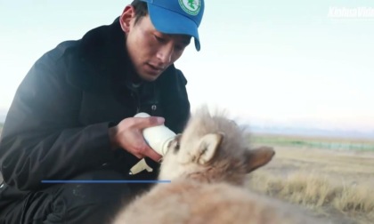 Cina: antilopi tibetane salvate pronte per addestramento a vita selvatica