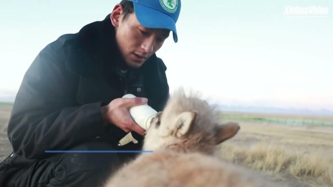 Cina: antilopi tibetane salvate pronte per addestramento a vita selvatica