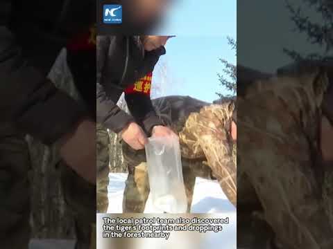 Cina: Heilongjiang, scoperta immagine di tigre siberiana selvatica a rischio