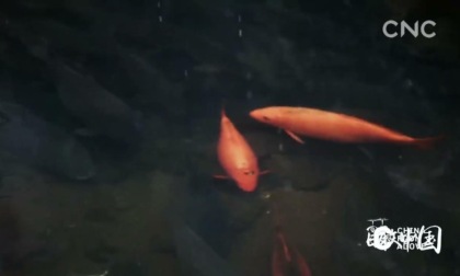 Cina: splendidi scenari di neve nelle regioni meridionali