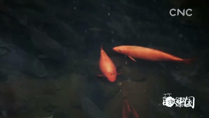 Cina: splendidi scenari di neve nelle regioni meridionali