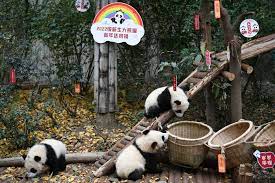 Cina: cucciolo di panda riceve nuovo nome a Chongqing