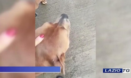 TERRACINA: MERCOLEDI’ LA BENEDIZIONE DEGLI ANIMALI