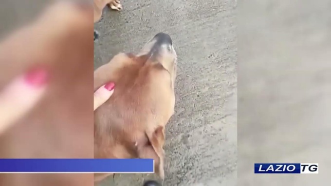 TERRACINA: MERCOLEDI’ LA BENEDIZIONE DEGLI ANIMALI