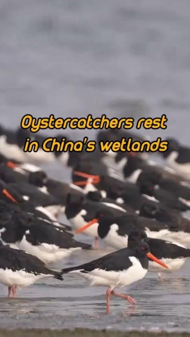 Migliaia di beccacce di mar riposano nelle zone umide dello Jiangsu