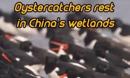 Migliaia di beccacce di mar riposano nelle zone umide dello Jiangsu