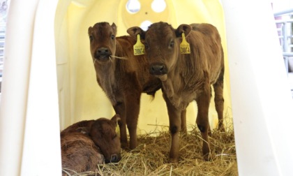 Cina: clona con successo bovini in via di estinzione a Chongqing (1)