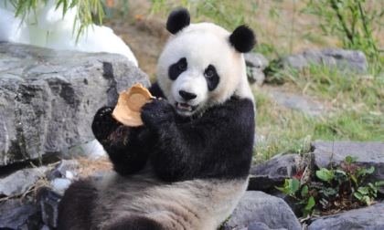 Belgio: tre panda lasceranno parco belga per andare in Cina