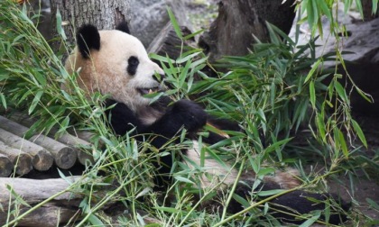 Spagna: festa di addio per famiglia di panda a Madrid