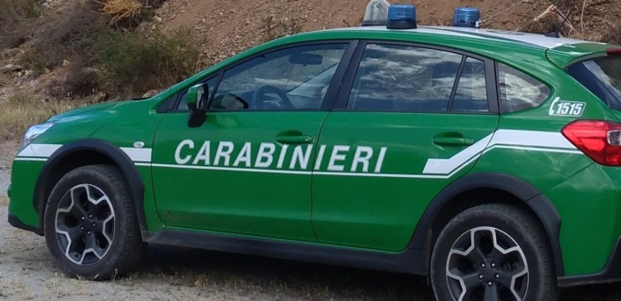 RIPI: IN FIN DI VITA CANE PRESO A BASTONATE