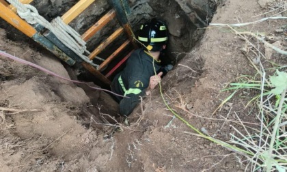 ROMA: CANE PRECIPITA IN UN POZZO, SALVATO DAI VIGILI DEL FUOCO