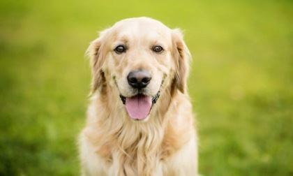 VITERBO: CENTRI DI ACCOGLIENZA PER ANIMALI SELVATICI