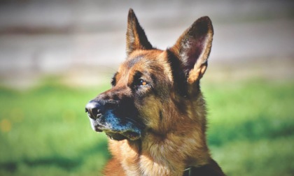 ANGUILLARA SABAZIA: AGGREDITA DAI CANI, GRAVE BIMBA DI DUE ANNI