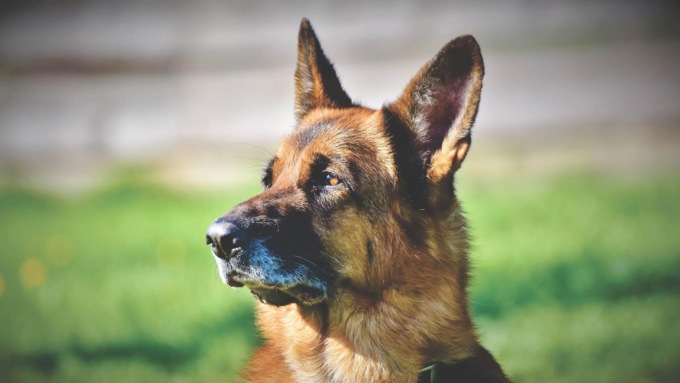ANGUILLARA SABAZIA: AGGREDITA DAI CANI, GRAVE BIMBA DI DUE ANNI