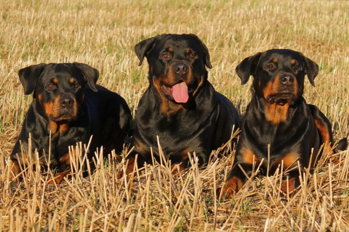 MANZIANA: MUORE SBRANATO DAI CANI MENTRE FA JOGGIN
