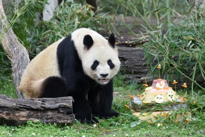 Cina: genitori e cuccioli di panda tornati dalla Spagna