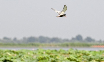 Cina: importante zona umida vede aumentare specie di uccelli selvatici