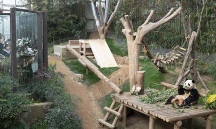 Corea del Sud: il panda gigante Fu Bao tornerà in Cina