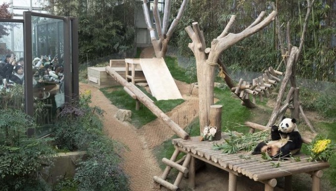 Corea del Sud: il panda gigante Fu Bao tornerà in Cina