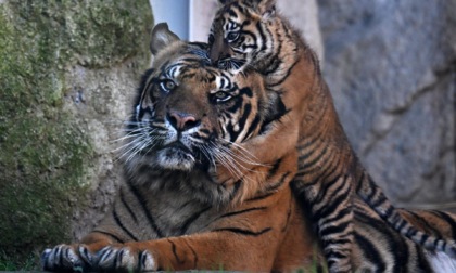 Italia: cucciolo di tigre di Sumatra fa debutto a Bioparco di Roma