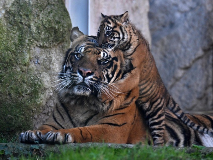 Italia: cucciolo di tigre di Sumatra fa debutto a Bioparco di Roma
