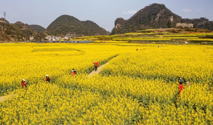 Cina: Guizhou, campi di fiori a Liupanshui 