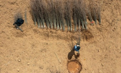 Cina: Sichuan, piantagioni di colture da reddito stimolano sviluppo rurale (3)