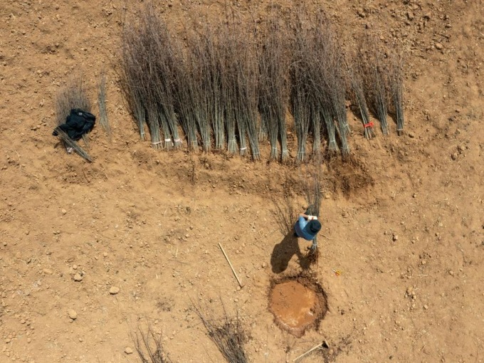 Cina: Sichuan, piantagioni di colture da reddito stimolano sviluppo rurale (3)