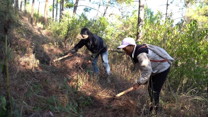 Cina: Yunnan, raccolta di tartufi neri a Yongren (1)