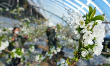 Cina: Jiamusi sfrutta serre per aumentare efficienza agricola (2)