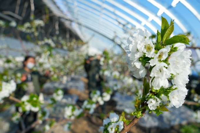 Cina: Jiamusi sfrutta serre per aumentare efficienza agricola (2)