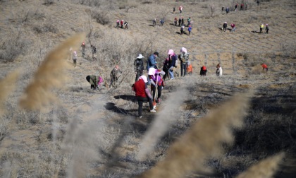 Cina: Ningxia, controllo della desertificazione nel Maowusu (2)