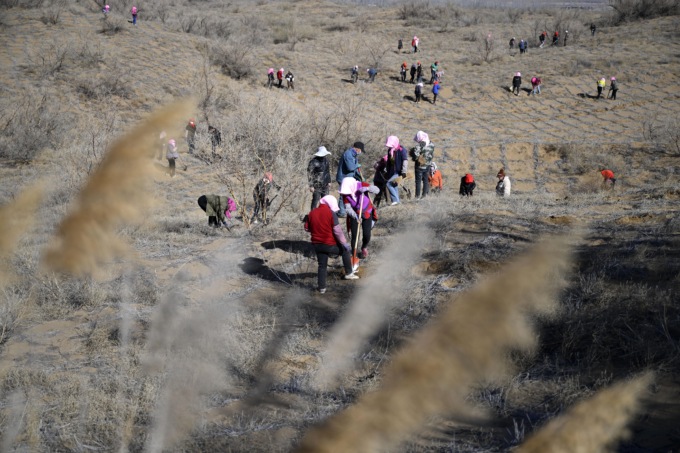 Cina: Ningxia, controllo della desertificazione nel Maowusu (2)