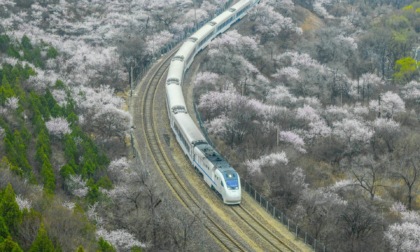 Cina: treno in corsa tra fiori sbocciati a Pechino (1)