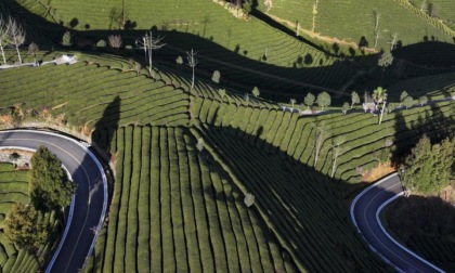 Cina: raccolta del tè nello Hubei