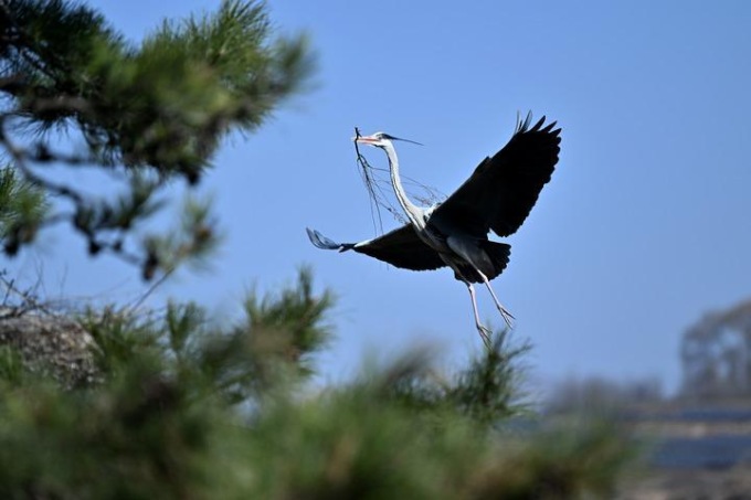 Cina: aironi nidificano a Lyuliang nello Shanxi