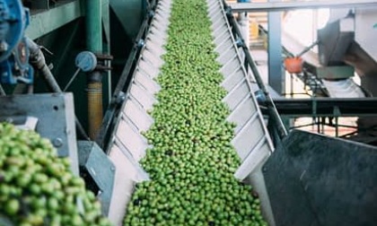 Insider, Cina sarà “mercato strategico” per produttori spagnoli olio d’oliva