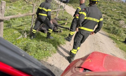 CIVITAVECCHIA: SALVATO CAVALLO PRIGIONIERO NEL FILO SPINATO