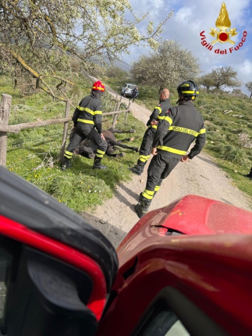 CIVITAVECCHIA: SALVATO CAVALLO PRIGIONIERO NEL FILO SPINATO