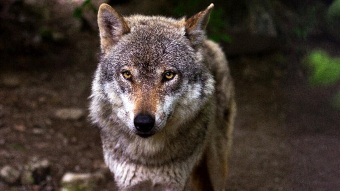 SONNINO: LUPO MORTO, IPOTESI AVVELENAMENTO