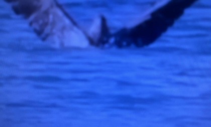 Rara aquila di mare avvistata a Pechino mentre cattura un pesce