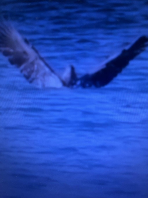 Rara aquila di mare avvistata a Pechino mentre cattura un pesce