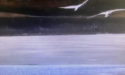 Cina: cigni in migrazione arrivano nel Liaoning