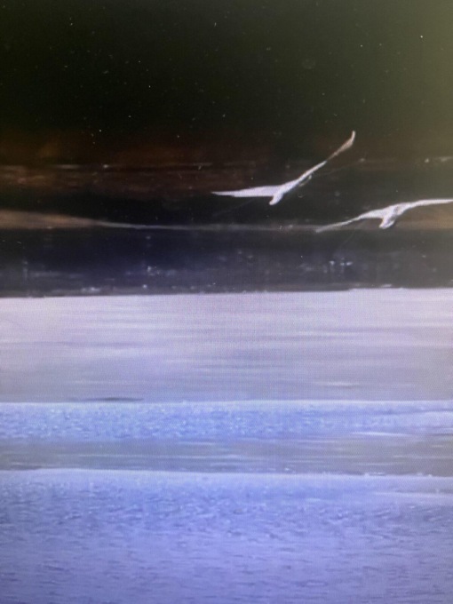 Cina: cigni in migrazione arrivano nel Liaoning