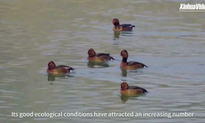 Cina: avvistate cicogne nere in via d’estinzione in zone umide a nord