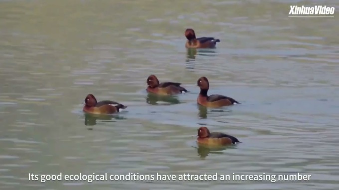 Cina: avvistate cicogne nere in via d’estinzione in zone umide a nord