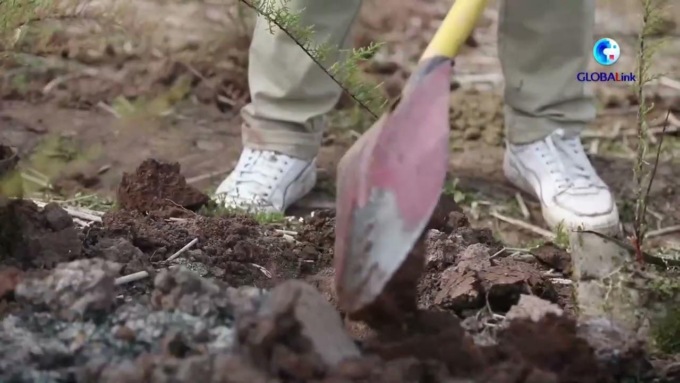Cina: reintroduce piante rare, a rischio nell’area del bacino Tre Gole